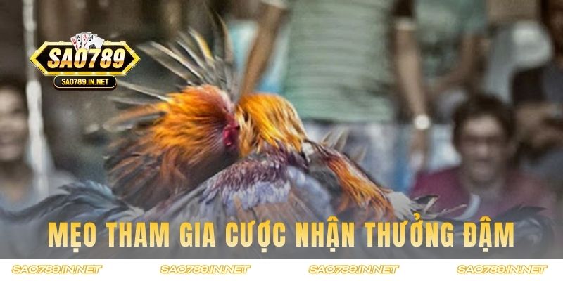 Mẹo tham gia cược nhận thưởng đậm