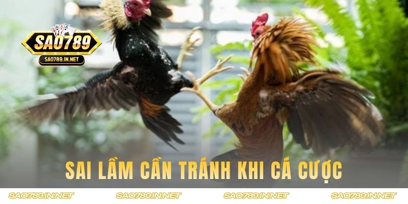Sai lầm cần tránh khi cá cược trong trận đấu